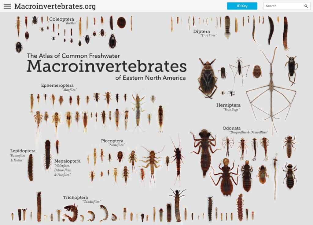 Home screen of macroinvertebrates.org website